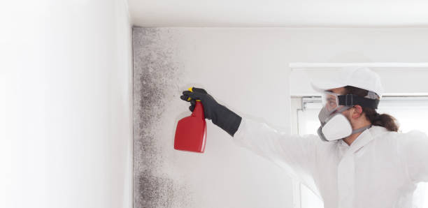 Attic Mold Removal in Northwest Harbor, NY
